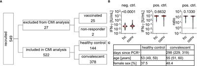 Performance of an interferon-γ release assay-based test for cell-mediated immunity to SARS-CoV-2